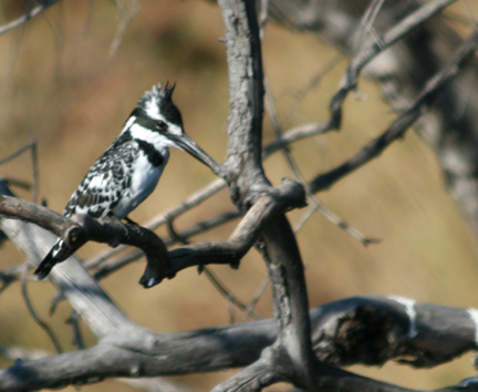 pied kingfisher